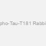 Phospho-Tau-T181 Rabbit pAb